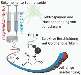 Nerven heilen auf Spinnenseide 