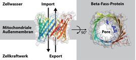 Beta-Fass-Protein Porin