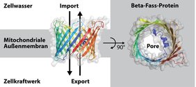 Beta-Fass-Protein Porin