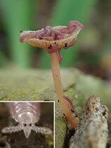 Der tropische Bohrfüßer Rhinotus purpureus ist häufig auf Pilzen zu finden