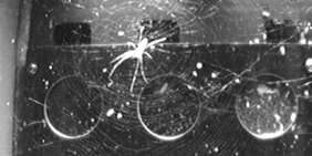 Ein Exemplar der Spinnenart Trichonephila clavipes an Bord der internationalen Raumstation ISs