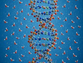 Die polaren Wassermoleküle sorgen dafür, dass sich die DNA als Doppelhelix bildet mit den apolaren Elementen innen und den polaren außen.