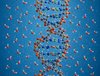 Die polaren Wassermoleküle sorgen dafür, dass sich die DNA als Doppelhelix bildet mit den apolaren Elementen innen und den polaren außen.