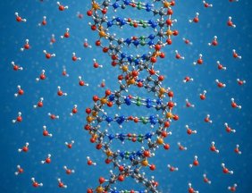 Die polaren Wassermoleküle sorgen dafür, dass sich die DNA als Doppelhelix bildet mit den apolaren Elementen innen und den polaren außen.