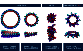 Strukturelle Gemeinsamkeiten zwischen verschiedenen Membranproteinen 