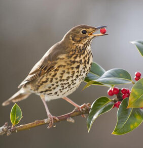 Auch Stechpalmen (Ilex aquifolium) tragen Früchte, wenn Singdrosseln (Turdus philomelos) in Europa nordwärts fliegen