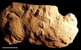 Holotyp von Pachychirotherium gardenaensis Holotyp von Pachychirotherium gardenaensis