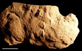 Holotyp von Pachychirotherium gardenaensis Holotyp von Pachychirotherium gardenaensis