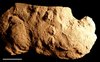 Holotyp von Pachychirotherium gardenaensis Holotyp von Pachychirotherium gardenaensis