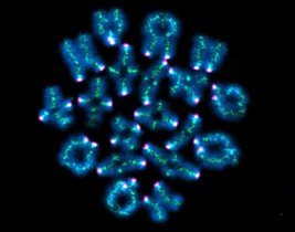 In einer Maus-Eizelle sind die Chromosomen blau, Cohesin grün und die Kinetochoren magenta angefärbt. 