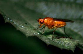 Fruchtfliege