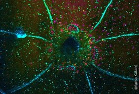 Schließen einer Wunde in einer Drosophila-Larve