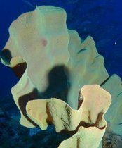 Der auffallend gelbe Elefantenohr-Schwamm (Ianthella basta) kann in Korallenriffen im Indopazifik sowie am Großen Barriereriff in Australien bewundert werden. Der auffallend gelbe Elefantenohr-Schwamm (Ianthella basta) kann in Korallenriffen im Indopazifik sowie am Großen Barriereriff in Australien bewundert werden.