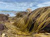 Die Braunalge Ascophyllum am Meer in Roscoff, Frankreich 