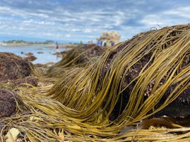 Die Braunalge Ascophyllum am Meer in Roscoff, Frankreich 
