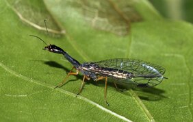Das Insekt des Jahres 2022: Die Schwarzhalsige Kamelhalsfliege Venustoraphidia nigricollis