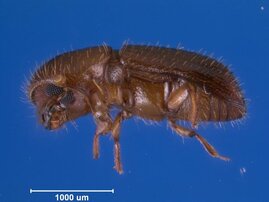 Ein weiblicher Zuckerrohr-Ambrosiakäfer (Xyleborus affinis) wird circa zwei Millimeter groß. 