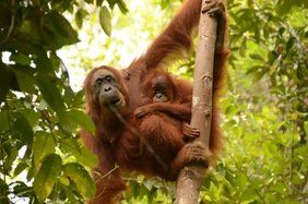 Orang-Utans verbringen die ersten acht Jahre bei ihrer Mutter