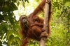 Orang-Utans verbringen die ersten acht Jahre bei ihrer Mutter Orang-Utans verbringen die ersten acht Jahre bei ihrer Mutter