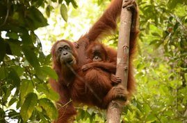 Orang-Utans verbringen die ersten acht Jahre bei ihrer Mutter