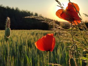 Heimische Wildpflanzen wie der Klatschmohn erweisen sich als besonders widerstandsfähig in Agrarlandschaften.  