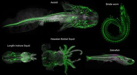 Ultramikroskop-Aufnahmen  Verschiedene Tiere, die mit der DEEP-Clear-Methode geklärt und mit verschiedenen nervensystem-spezifischen Antikörpern markiert wurden. 