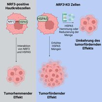NRF3 wirkt als ein tumorhemmendes Protein in der Haut