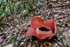 Raffelsiaceae, wie Rafflesia kerrii, leben bis auf die Blüte vollständig als Endoparasit in ihrer Wirtspflanze. Die Blüte von Rafflesia kerrii