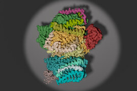  Die Struktur des Photosystem II ist bekannt.