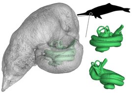 Grafische Darstellung des Delfin Innenohrs