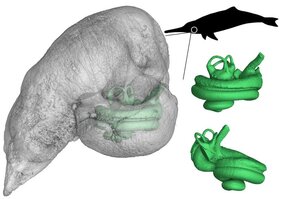 Grafische Darstellung des Delfin Innenohrs