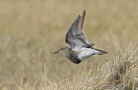 Männliche Graubruststrandläufer fliegen tausende von Kilometer zum und innerhalb ihres Brutgebietes in der Arktis  