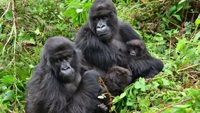 Drei Generationen von Berggorillas sitzen zusammen. Gutangara hält ihre kleine Tochter im Arm, neben ihr stehen ihre erwachsene Tochter Shishikara und ihr Enkel Kira. 