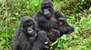 Drei Generationen von Berggorillas sitzen zusammen. Gutangara hält ihre kleine Tochter im Arm, neben ihr stehen ihre erwachsene Tochter Shishikara und ihr Enkel Kira. 