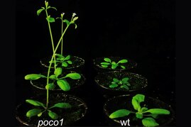 Das CAU-Forschungsteam führte vergleichende Analysen an Pflanzen unterschiedlicher Entwicklungsstadien durch - jeweils bei frühblühenden sogenannten Poco1-Pflanzen und den unveränderten Wildtypen.