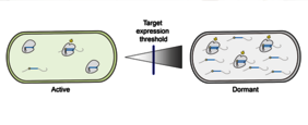 Fremd-RNA beeinflusst die Immunantwort durch CRISPR-Cas13-Systeme