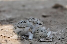 Bei Schneeregenpfeiffern ziehen die Männchen meistens den Nachwuchs alleine groß. 