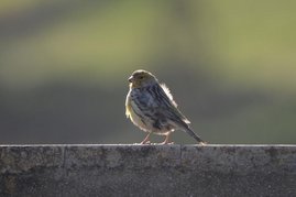 Kanarienvogel