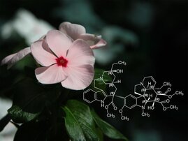 Die Rosafarbene Catharanthe (Catharanthus roseus) produziert eine Reihe von Alkaloiden