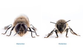 Bienenaugen Genschalter