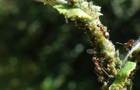 Die Schwarze Wegameise 