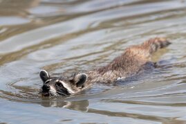 Waschbär gilt als wichtiger potenzieller Überträger von Infektionskrankheiten