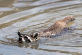 Waschbär gilt als wichtiger potenzieller Überträger von Infektionskrankheiten