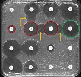 Kirby-Bauer-Disk-Diffusionstest von Darmbakterien und Antibiotika getränkte Papierblättchen