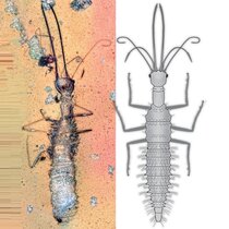  fossile Florfliegenlarven