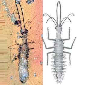  fossile Florfliegenlarven