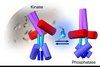 Mechanismus der bakteriellen Signalübertragung Grafik Mechanismus der bakteriellen Signalübertragung