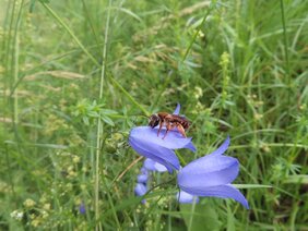 Die seltene "Braunschuppige Sandbiene" Andrena curvungula ist gefährdet. 