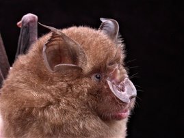 Java-Hufeisennasen-Fledermaus