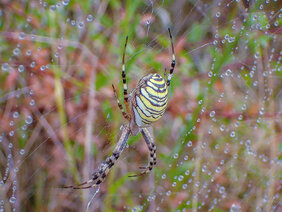 Eine weibliche Wespenspinne (Argiope bruennichi) in ihrem Netz.